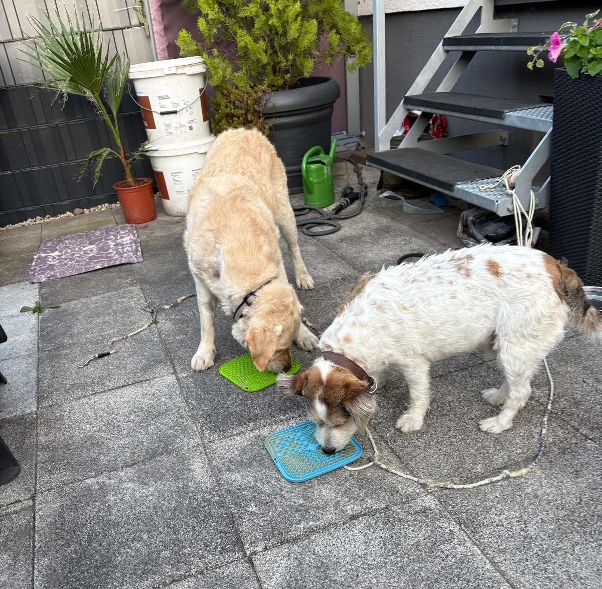 Hundetraining Hundebetreuung Hundebetreuungsdienste Hundetrainingsmethoden Hundeverhalten Hundeerziehung Hundetrainer Thomas Max Hundeschule Rheinstetten Leinenlächeln  Hundeschule Leinenlächeln