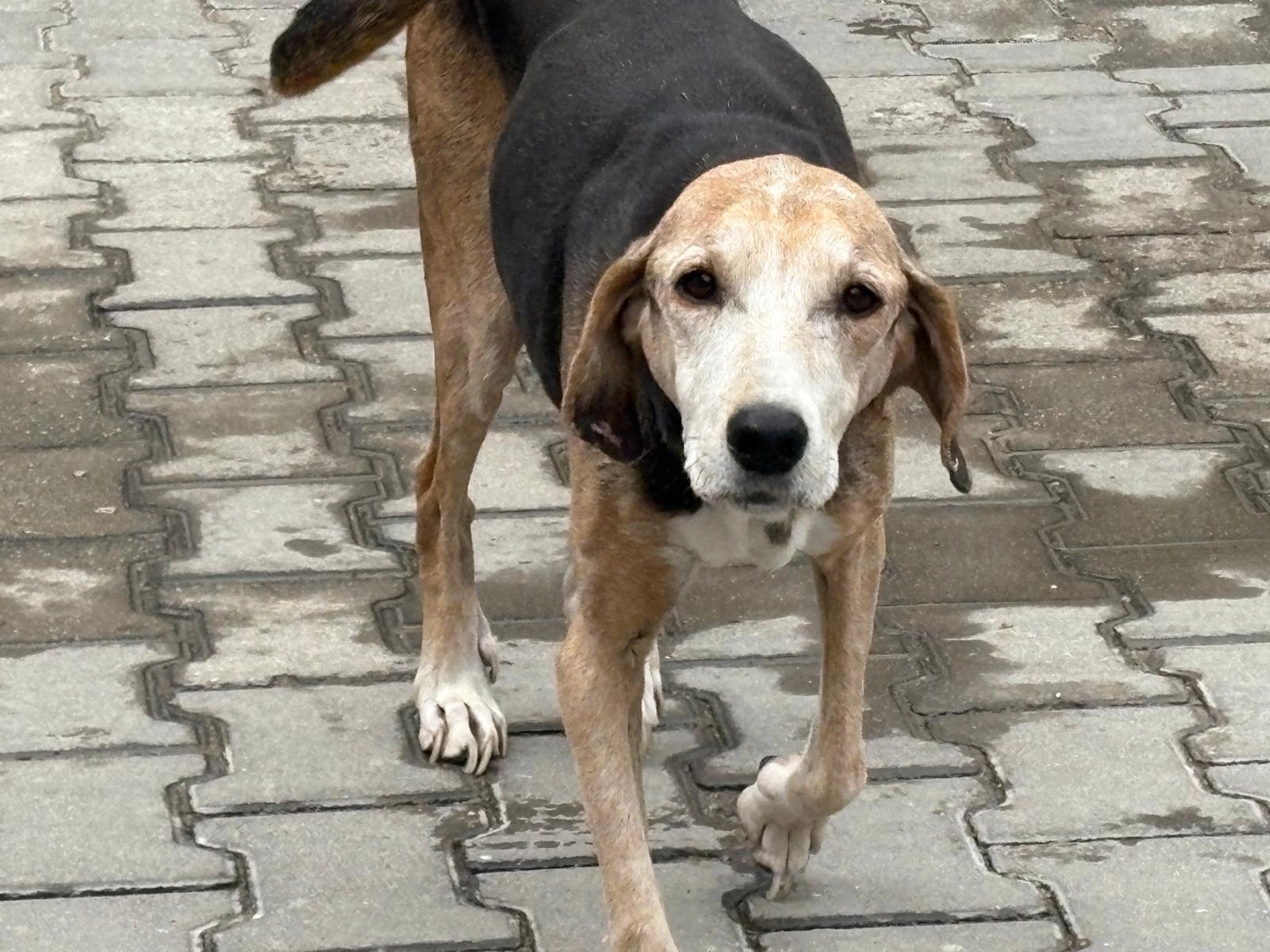 Hundetraining Hundebetreuung Hundebetreuungsdienste Hundetrainingsmethoden Hundeverhalten Hundeerziehung Hundetrainer Thomas Max Hundeschule Rheinstetten Leinenlächeln Hundeschule Leinenlächeln