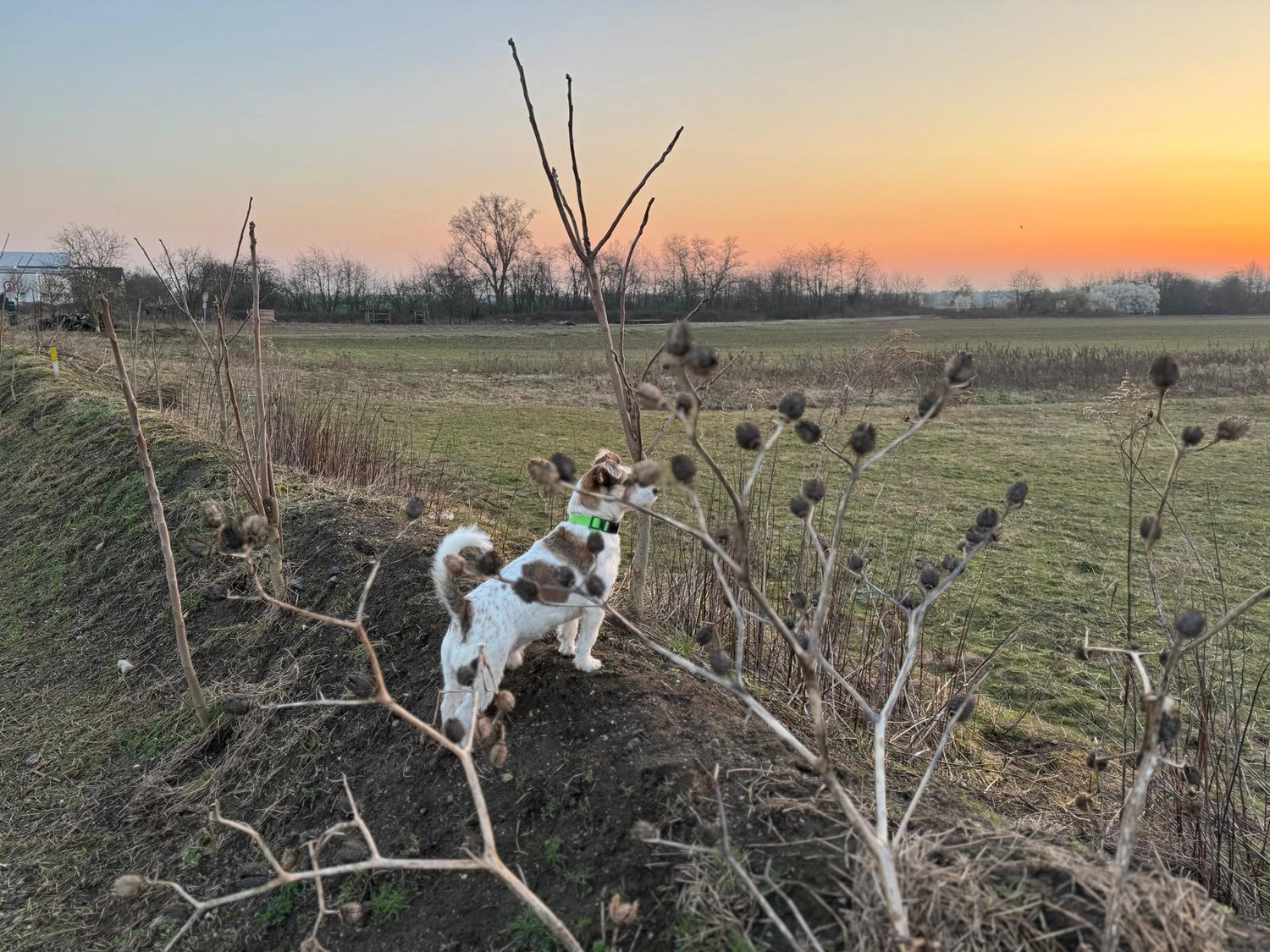Hundetraining Hundebetreuung Hundebetreuungsdienste Hundetrainingsmethoden Hundeverhalten Hundeerziehung Hundetrainer Thomas Max Hundeschule Rheinstetten Leinenlächeln  Hundeschule Leinenlächeln