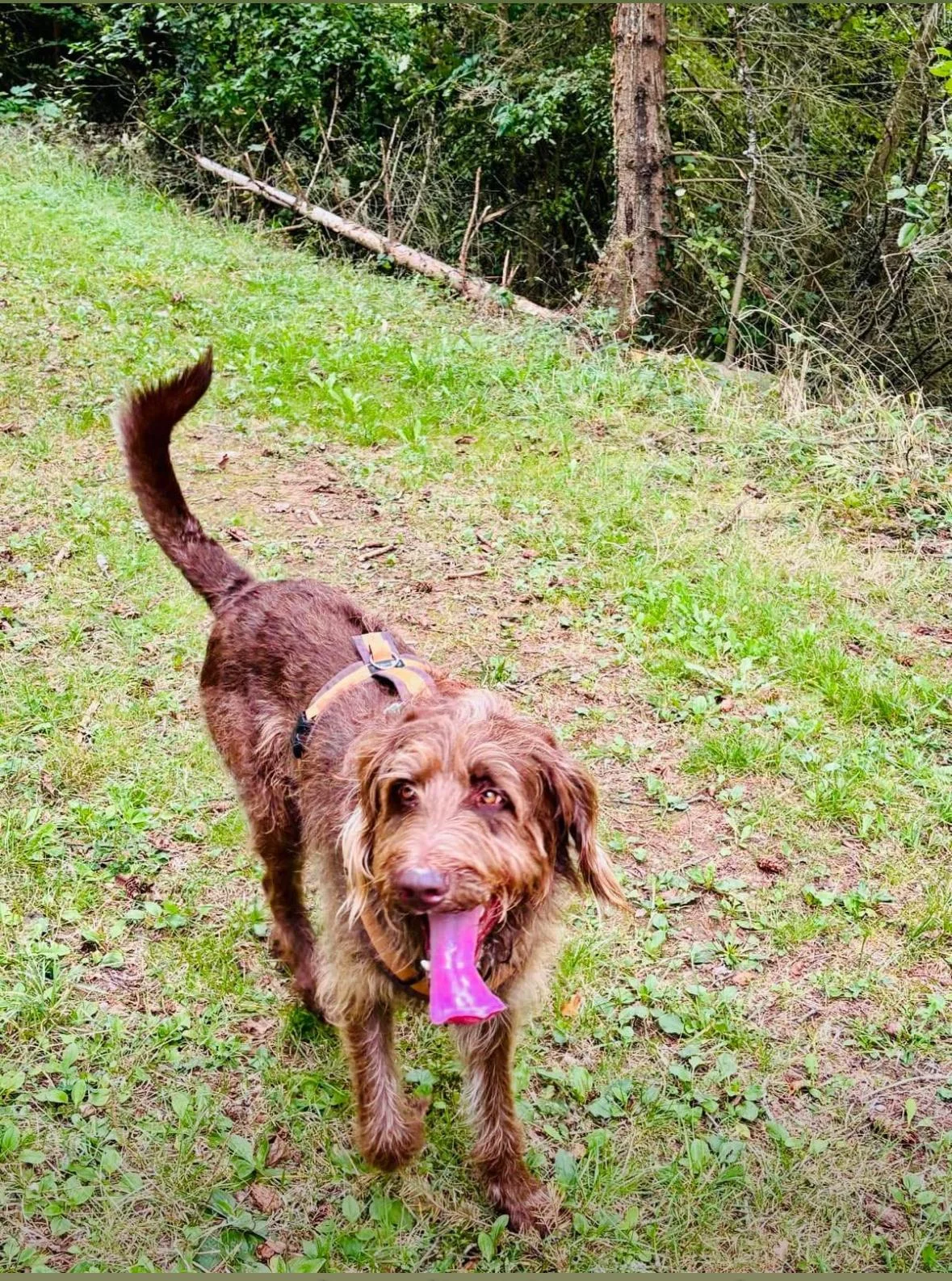 Hundetraining Hundebetreuung Hundebetreuungsdienste Hundetrainingsmethoden Hundeverhalten Hundeerziehung Hundetrainer Thomas Max Hundeschule Rheinstetten Leinenlächeln  Hundeschule Leinenlächeln