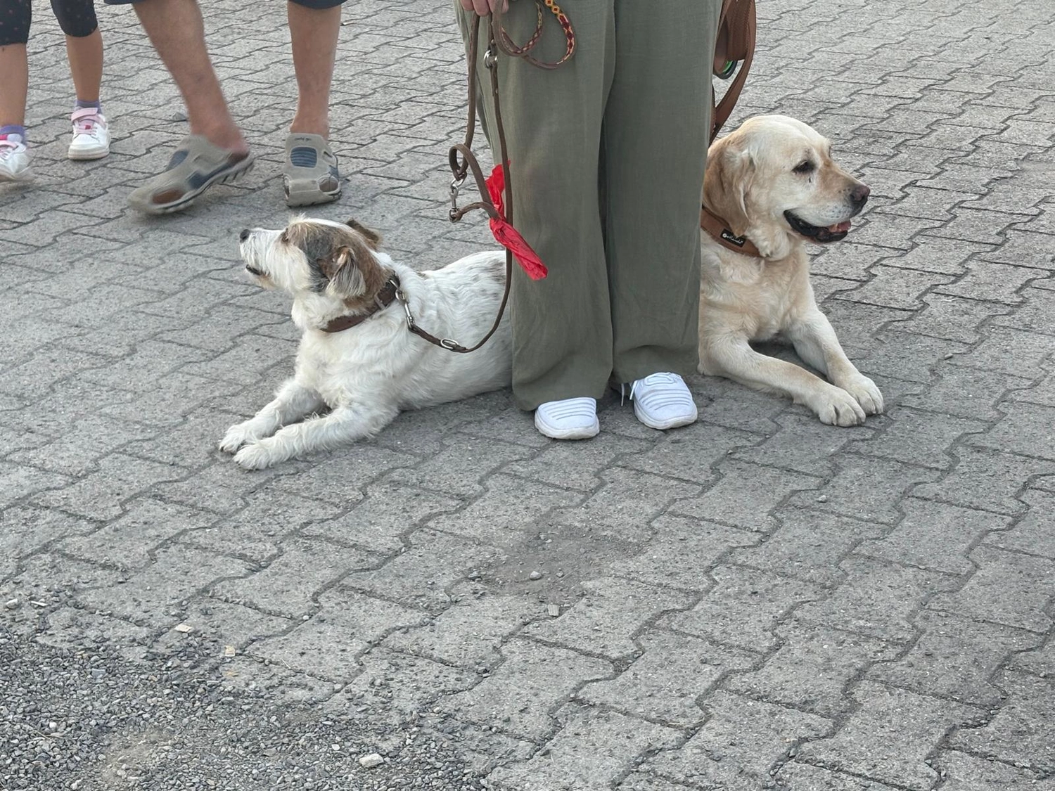 Hundetraining Hundebetreuung Hundebetreuungsdienste Hundetrainingsmethoden Hundeverhalten Hundeerziehung Hundetrainer Thomas Max Hundeschule Rheinstetten Leinenlächeln  Hundeschule Leinenlächeln