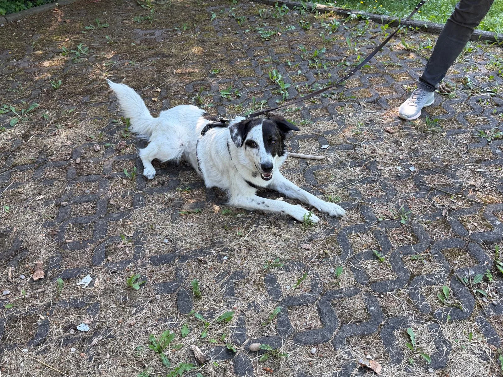 Hundetraining Hundebetreuung Hundebetreuungsdienste Hundetrainingsmethoden Hundeverhalten Hundeerziehung Hundetrainer Thomas Max Hundeschule Rheinstetten Leinenlächeln  Hundeschule Leinenlächeln