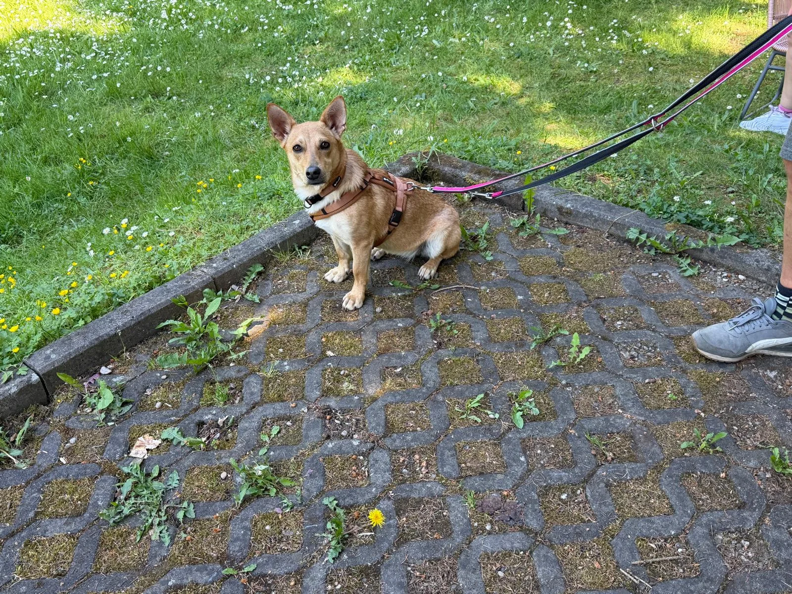 Hundetraining Hundebetreuung Hundebetreuungsdienste Hundetrainingsmethoden Hundeverhalten Hundeerziehung Hundetrainer Thomas Max Hundeschule Rheinstetten Leinenlächeln  Hundeschule Leinenlächeln