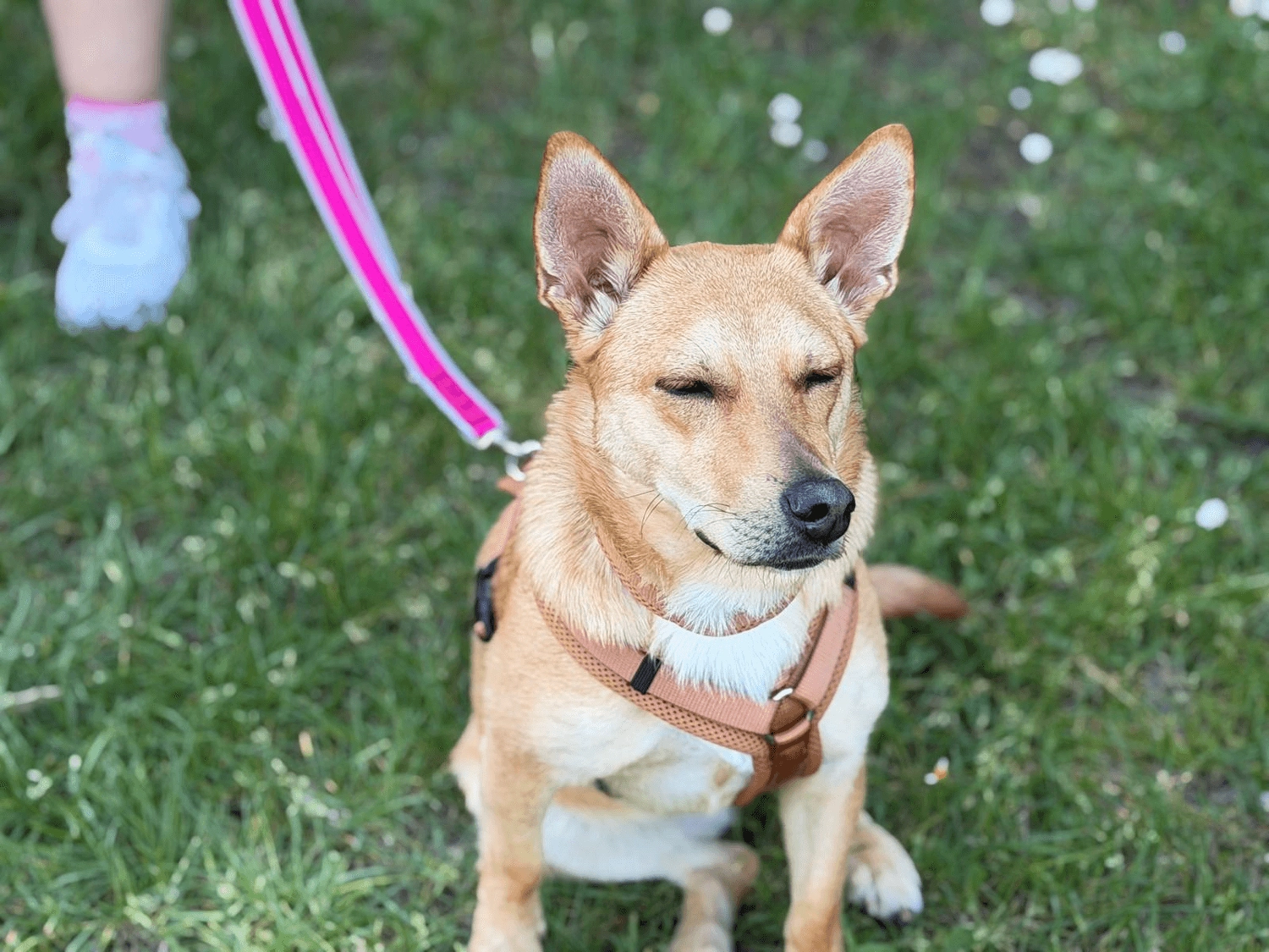 Hundetraining Hundebetreuung Hundebetreuungsdienste Hundetrainingsmethoden Hundeverhalten Hundeerziehung Hundetrainer Thomas Max Hundeschule Rheinstetten Leinenlächeln  Hundeschule Leinenlächeln