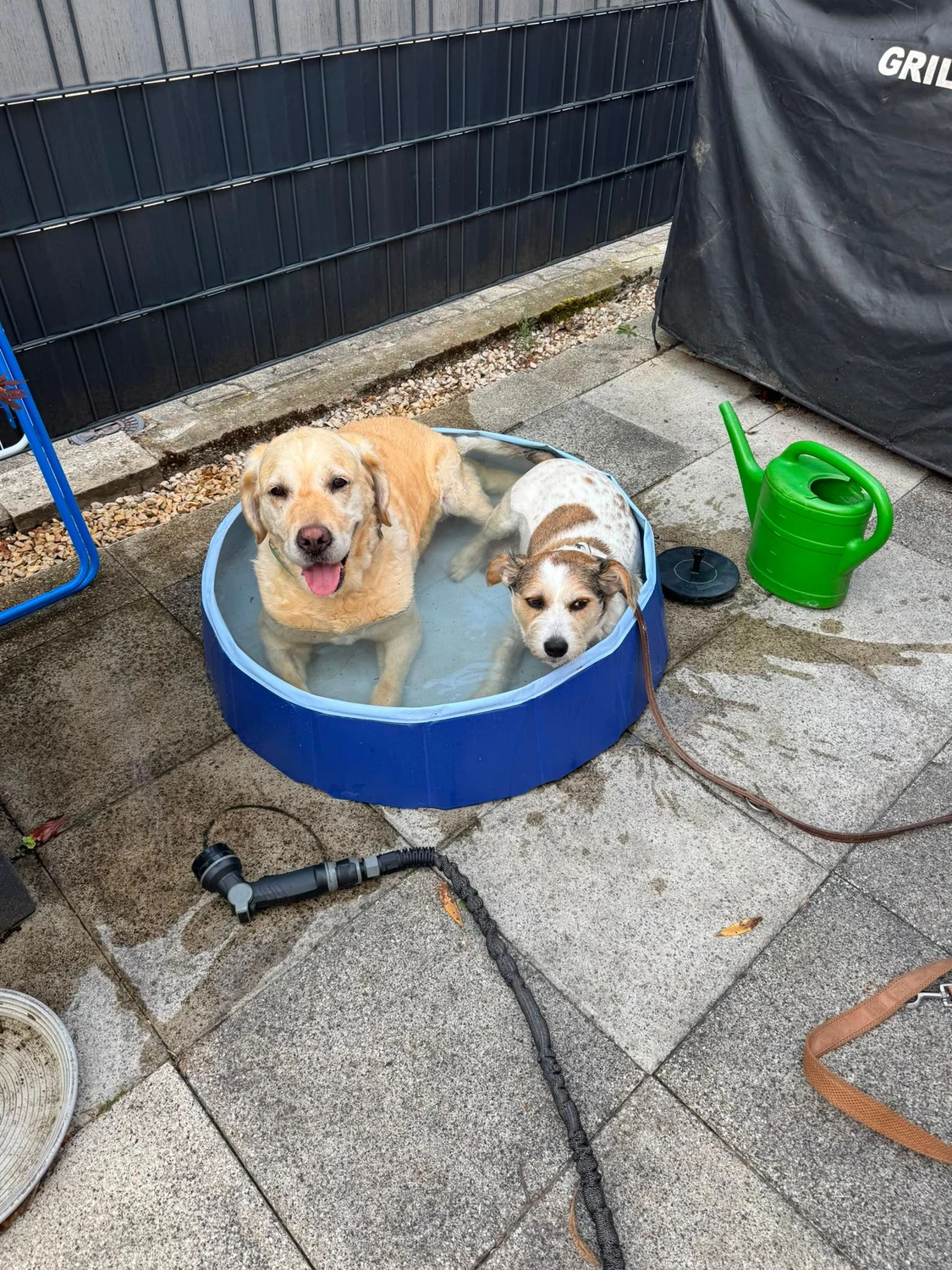 Hundetraining Hundebetreuung Hundebetreuungsdienste Hundetrainingsmethoden Hundeverhalten Hundeerziehung Hundetrainer Thomas Max Hundeschule Rheinstetten Leinenlächeln  Hundeschule Leinenlächeln